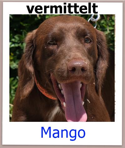 Mango Tierschutz Zypern Hund vermittelt 1