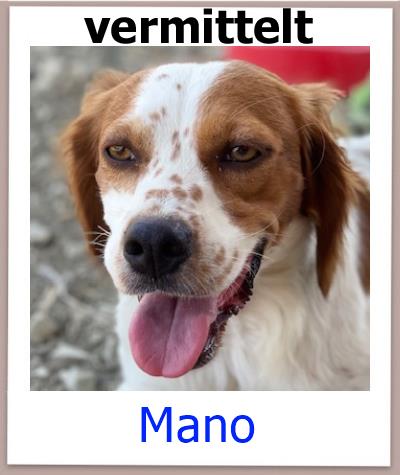 Mano Tierschutz Zypern Hund vermittelt 1