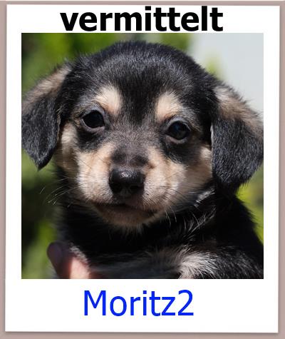 Moritz2 Tierschutz Zypern Hund vermittelt