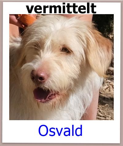 Osvald Tierschutz Zypern Hund vermittelt