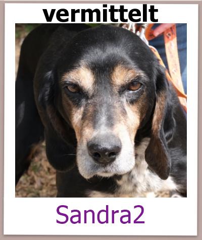 Sandra2 Tierschutz Zypern Hund vermittelt