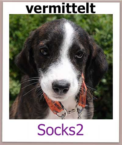 Socks2 Tierschutz Zypern Hund vermittelt