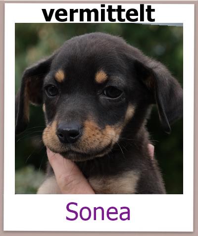 Sonea Tierschutz Zypern Hund vermittelt