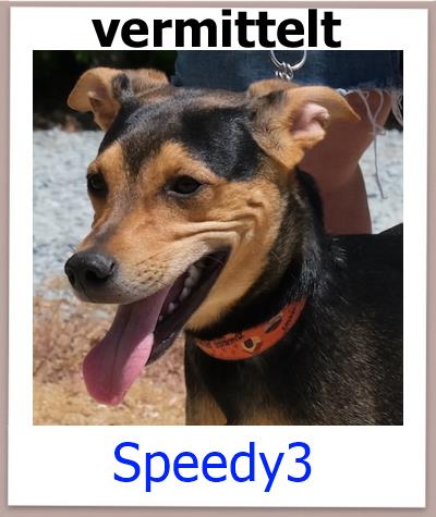 Speedy3 Tierschutz Zypern Hund vermittelt