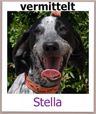 Stella Tierschutz Zypern Hund vermittelt