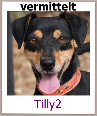 Tilly2 Tierschutz Zypern Hund vermittelt