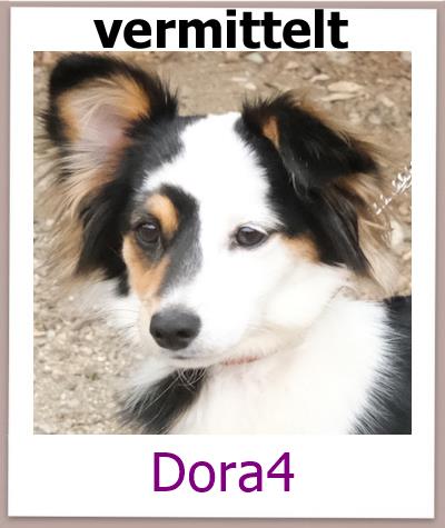 Dora4 Tierschutz Zypern Hund vermittelt