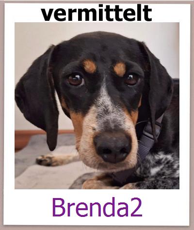 Brenda2 Tierschutz Zypern Hund prof