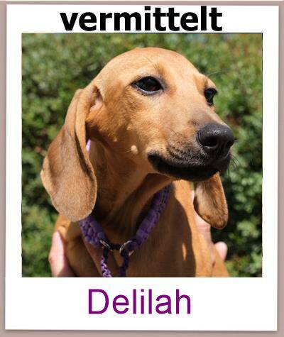 Delilah Tierschutz Zypern Hund prof