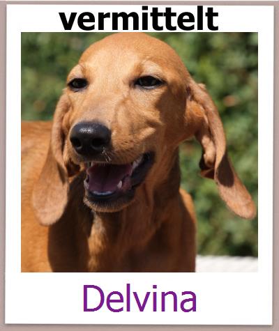 Delvina Tierschutz Zypern Hund prof