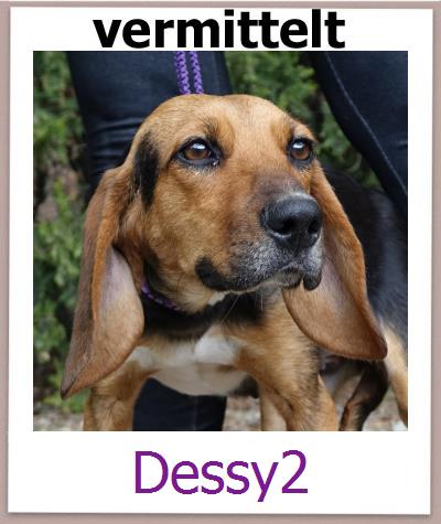 Dessy2 Tierschutz Zypern Hund prof