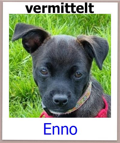 Enno Tierschutz Zypern Hund prof