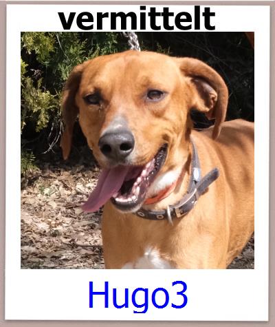 Hugo3 Tierschutz Zypern Hund prof