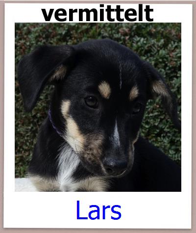 Lars Tierschutz Zypern Hund prof