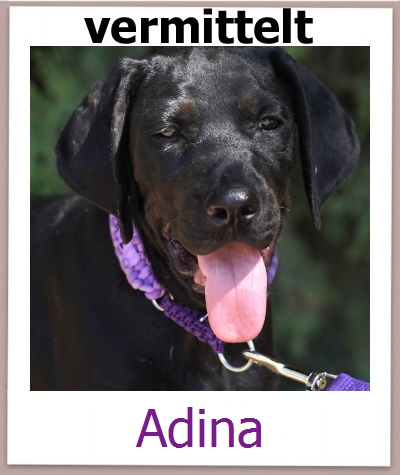 Adina Tierschutz Zypern Hund prof