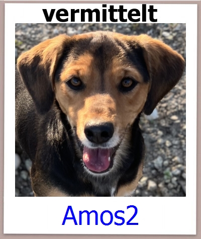 Amos2 Tierschutz Zypern Hund prof