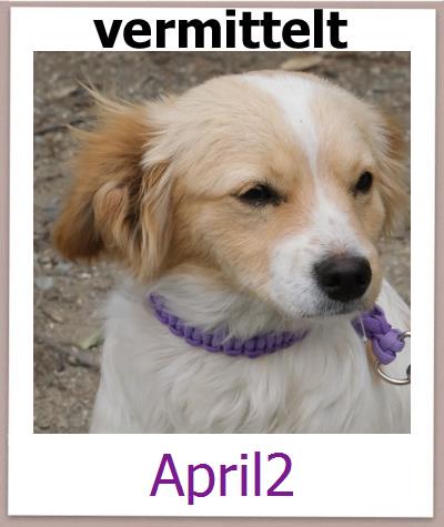 April2 Tierschutz Zypern Hund prof