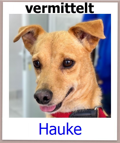 Hauke Tierschutz Zypern Hund prof