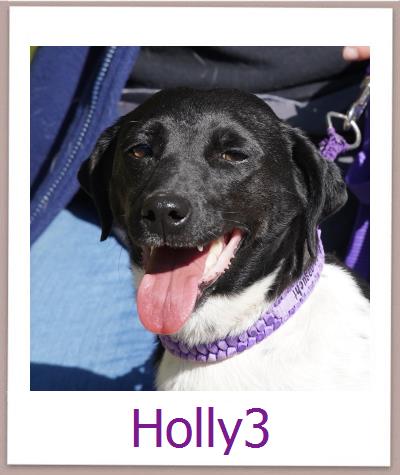 Holly3 Tierschutz Zypern Hund prof