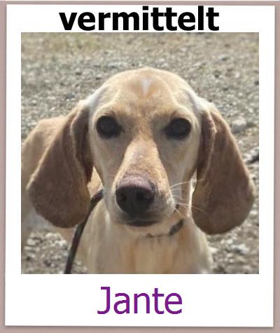 Jante Tierschutz Zypern Hund prof