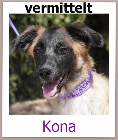 Kona Tierschutz Zypern Hund prof