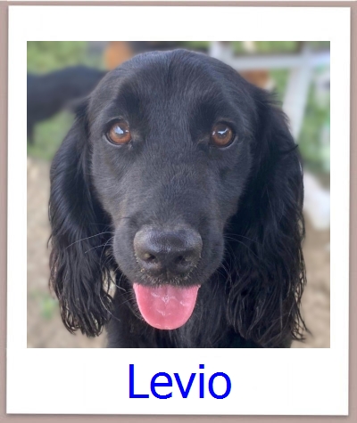 Levio Tierschutz Zypern Hund prof
