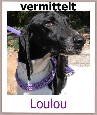 Loulou Tierschutz Zypern Hund prof