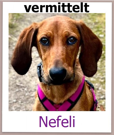 Nefeli Tierschutz Zypern Hund prof