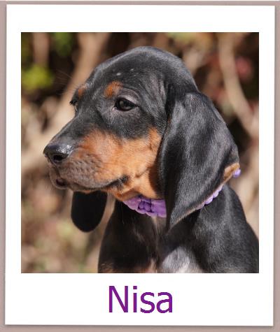 Nisa Tierschutz Zypern Hund prof