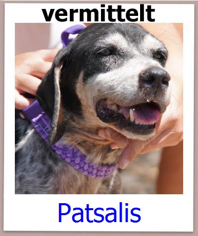 Patsalis Tierschutz Zypern Hund prof