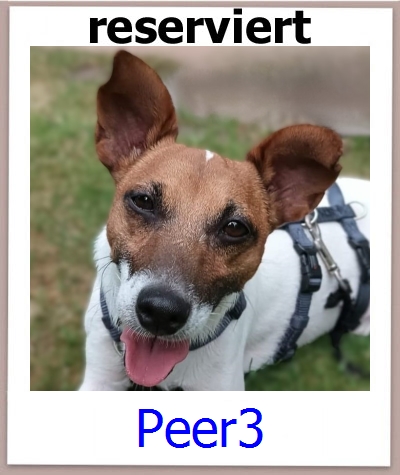 Peer3 Tierschutz Zypern Hund prof