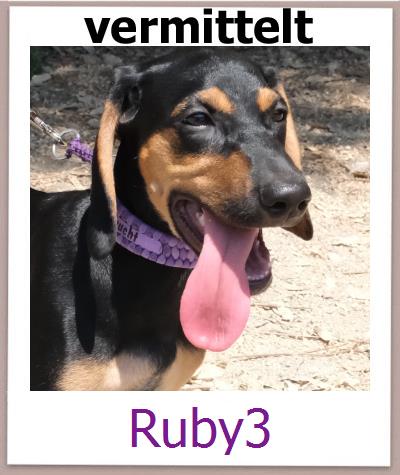 Ruby3 Tierschutz Zypern Hund prof