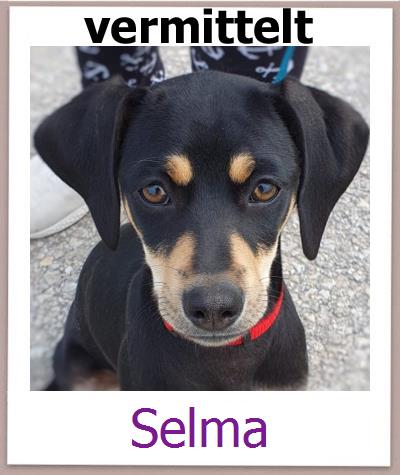 Selma Tierschutz Zypern Hund prof