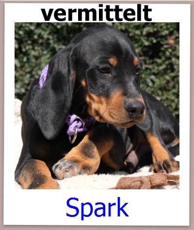 Spark Tierschutz Zypern Hund prof