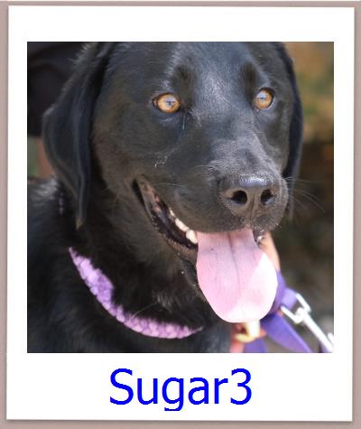 Sugar3 Tierschutz Zypern Hund prof