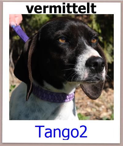 Tango2 Tierschutz Zypern Hund prof
