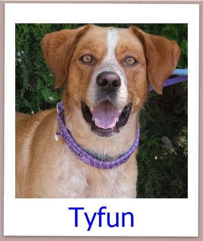 Tyfun Tierschutz Zypern Hund prof
