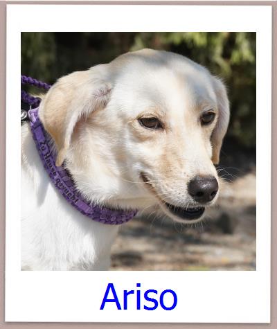 Ariso Tierschutz Zypern Hund prof