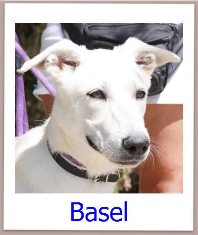 Basel Tierschutz Zypern Hund prof