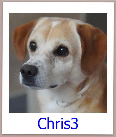 Forrest Tierschutz Zypern Hund prof