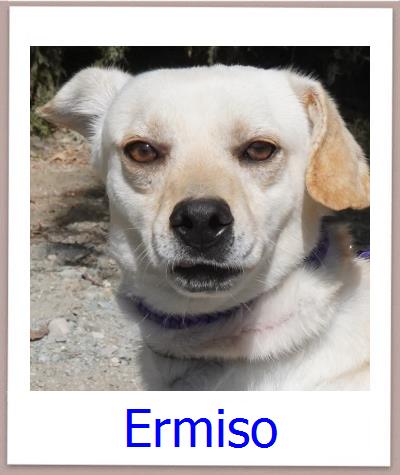 Ermiso Tierschutz Zypern Hund prof