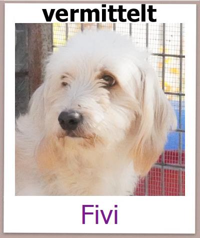 Fivi Tierschutz Zypern Hund prof