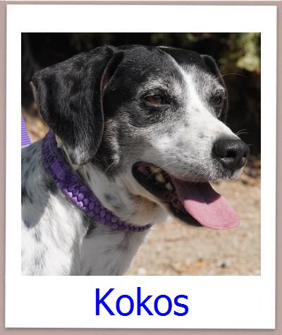 Joshua Tierschutz Zypern Hund prof