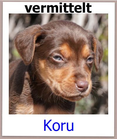 Koru Tierschutz Zypern Hund prof