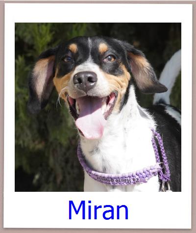 Miran Tierschutz Zypern Hund prof