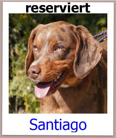 Santiago Tierschutz Zypern Hund prof