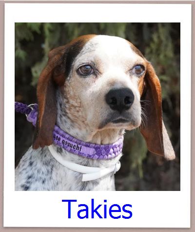 Takies Tierschutz Zypern Hund prof