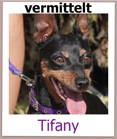 Tifany Tierschutz Zypern Hund prof