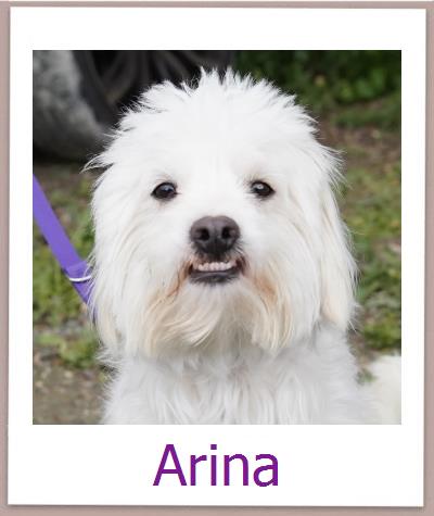 Arina Tierschutz Zypern Hund prof