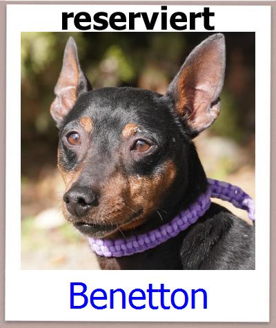 Benetton Tierschutz Zypern Hund prof